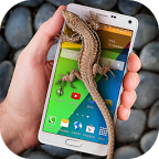 Lizard in phone funny joke