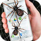 Spider in phone funny joke