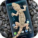 Gecko in Phone scary joke